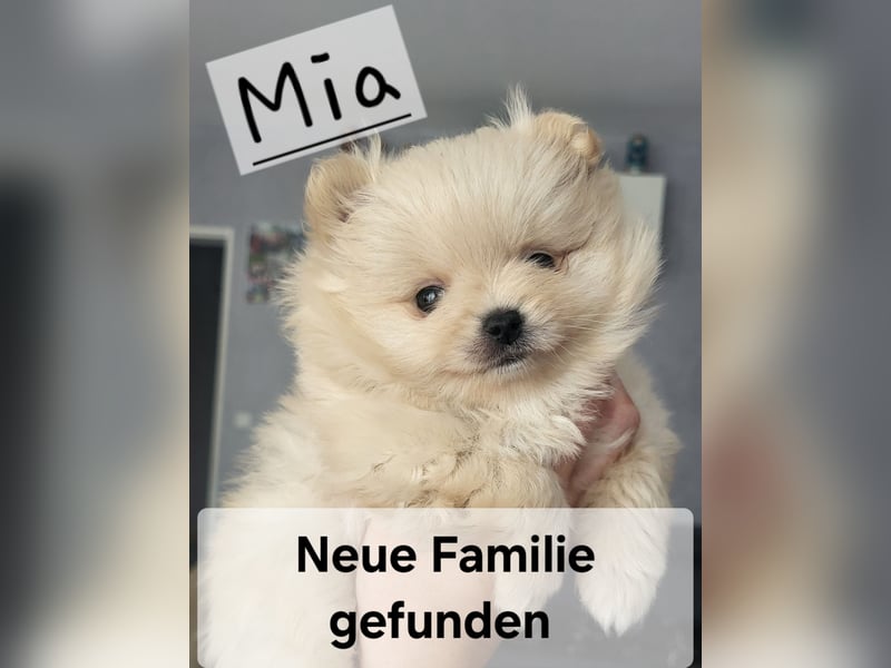 Pomeranian Zwergspitz Welpen