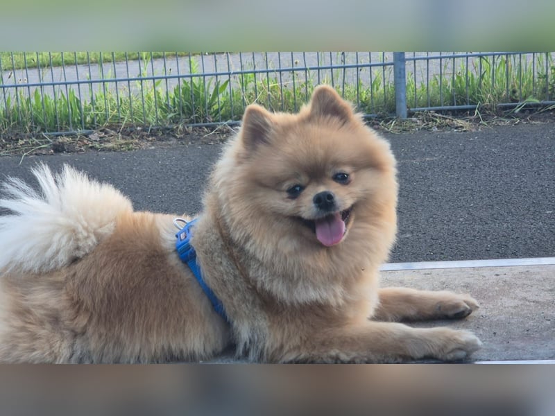 Pomeranian Zwergspitz Welpen