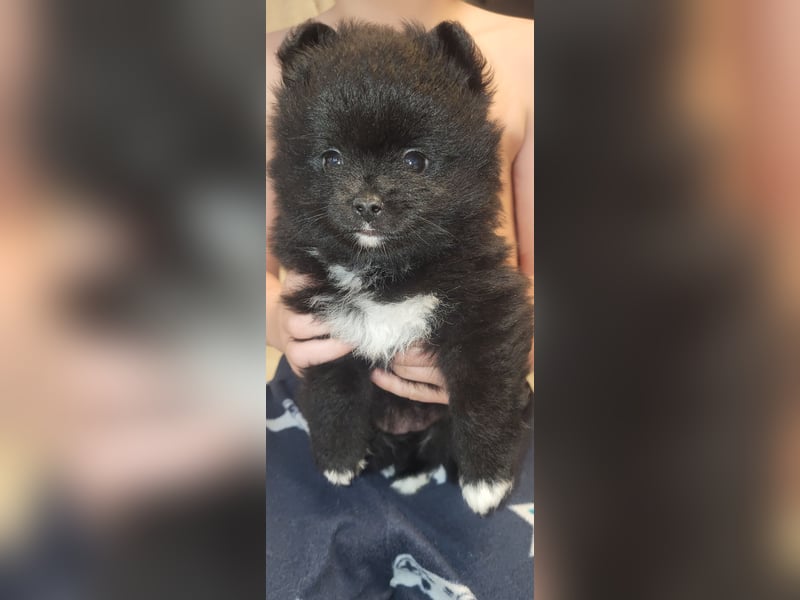 Pomeranian Zwergspitz Welpen