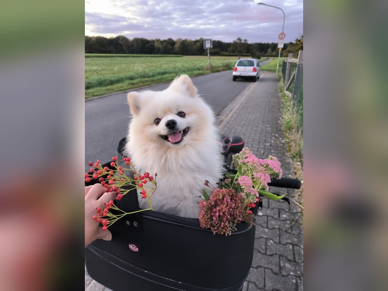 Pomeranian Zwergspitz Welpen