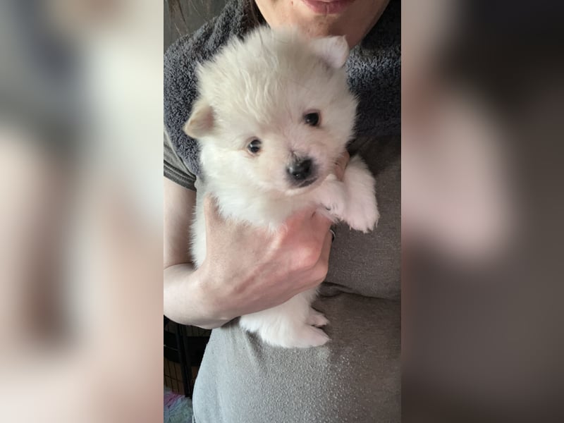 Pomeranien Welpen