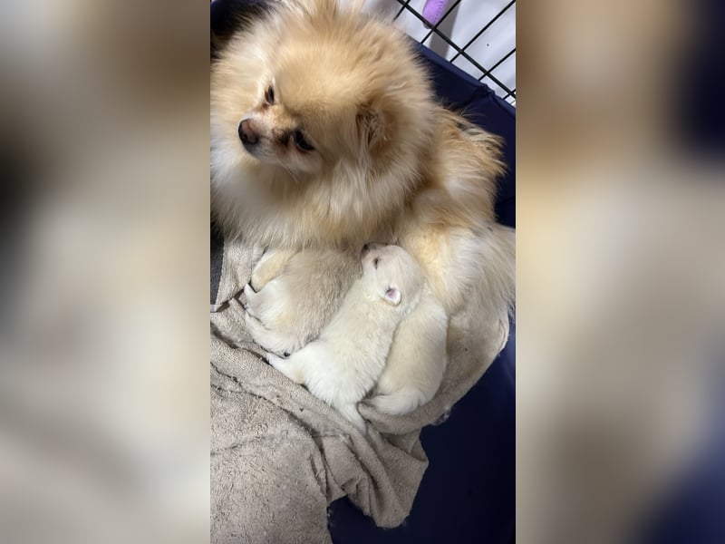 Pomeranien Welpen