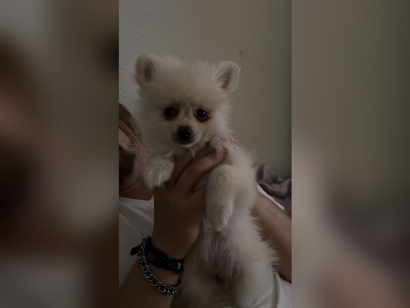 Pomeranien Welpen
