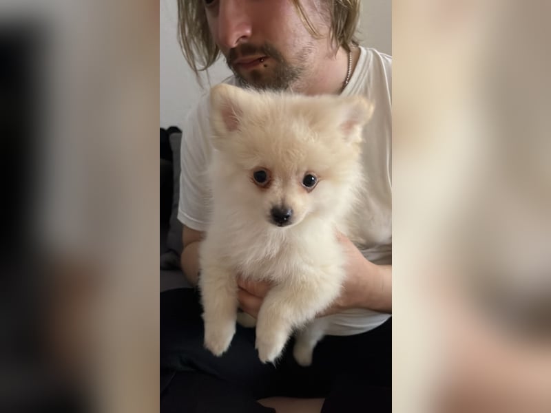 Pomeranien Welpen