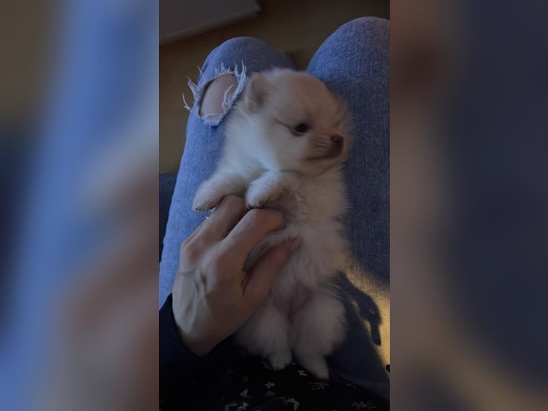 Pomeranien Welpen