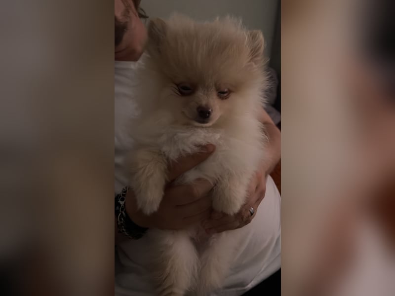 Pomeranien Welpen