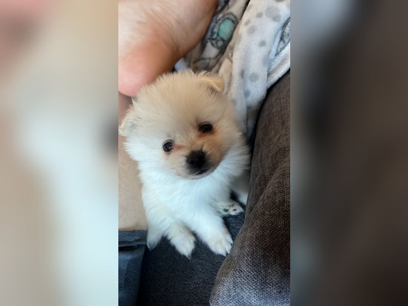 Pomeranien Welpen