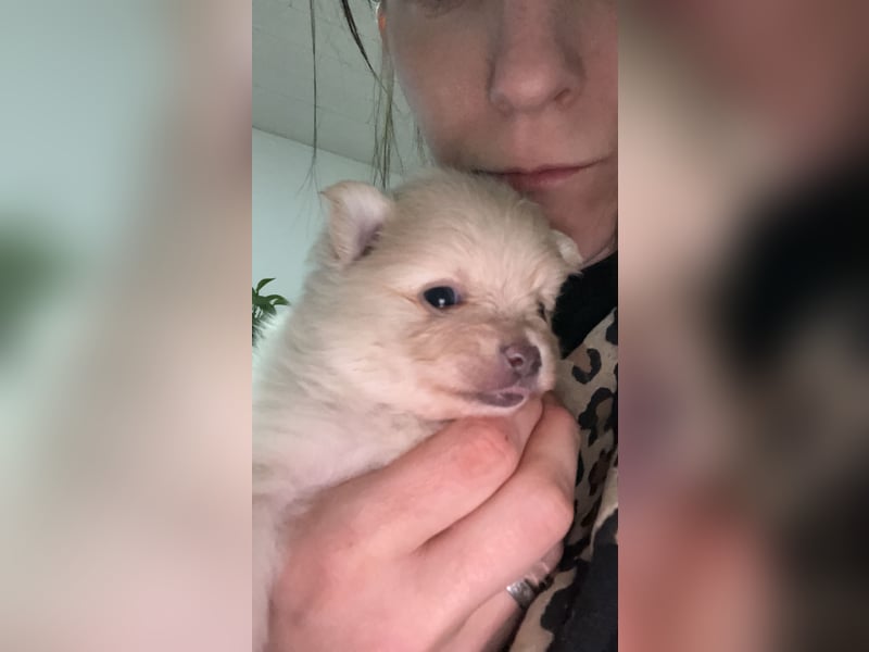 Pomeranien Welpen