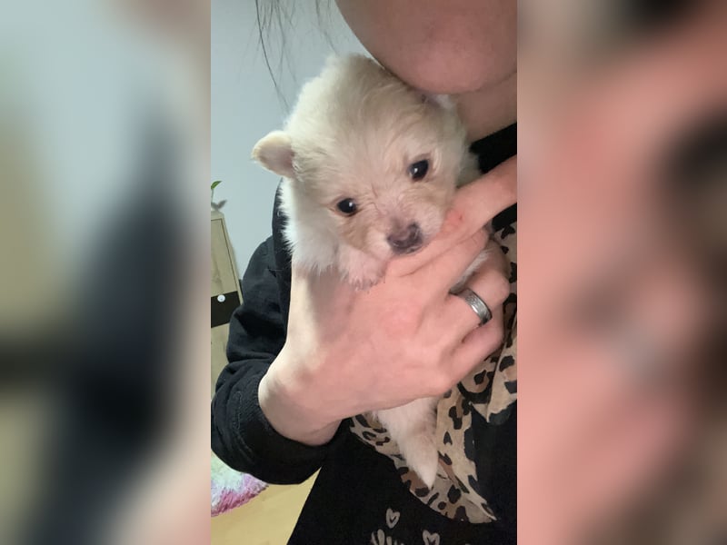 Pomeranien Welpen