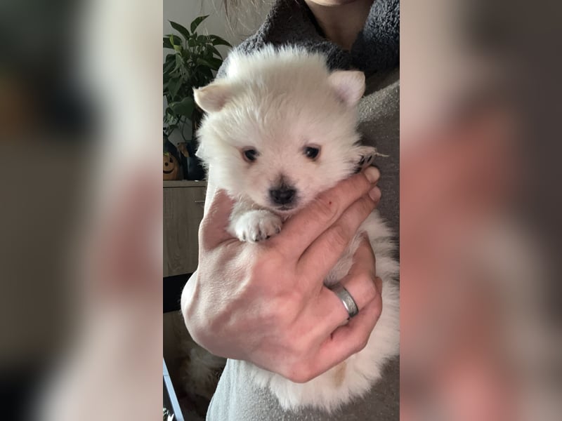 Pomeranien Welpen