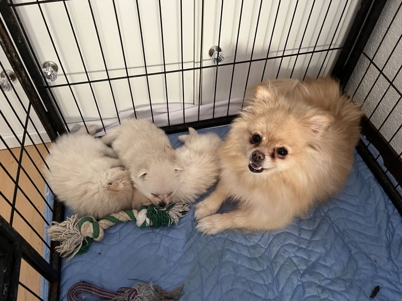 Pomeranien Welpen