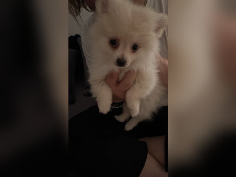Pomeranien Welpen
