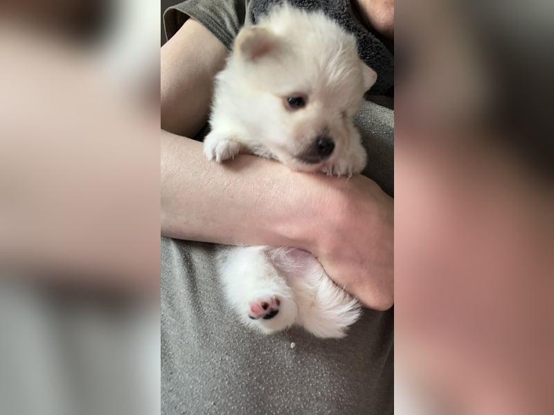 Pomeranien Welpen