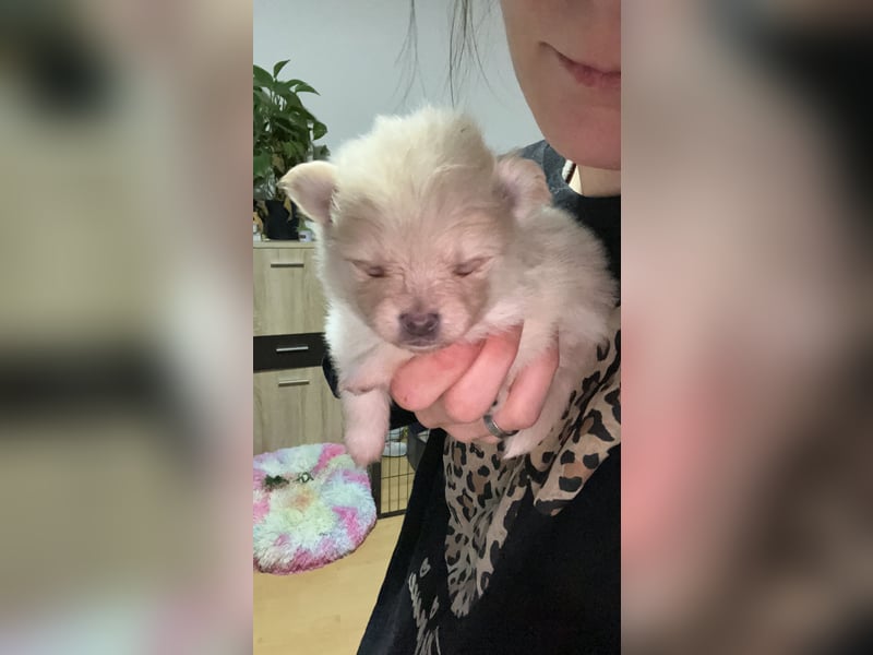 Pomeranien Welpen