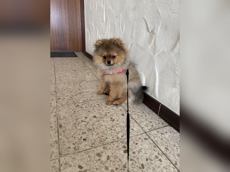 Pomeranian Zwergspitz
