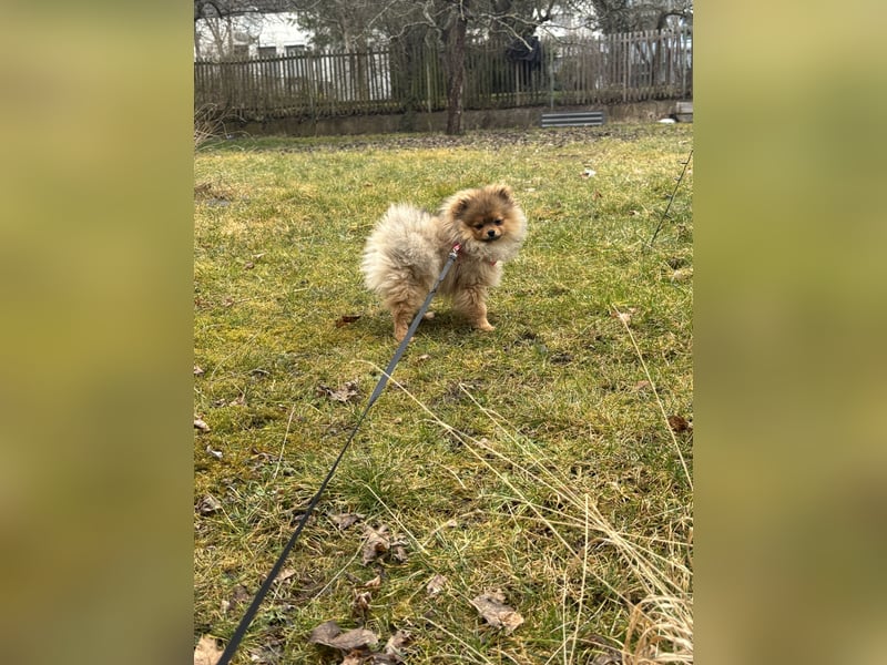Pomeranian Zwergspitz