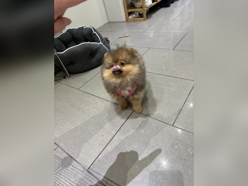 Pomeranian Zwergspitz