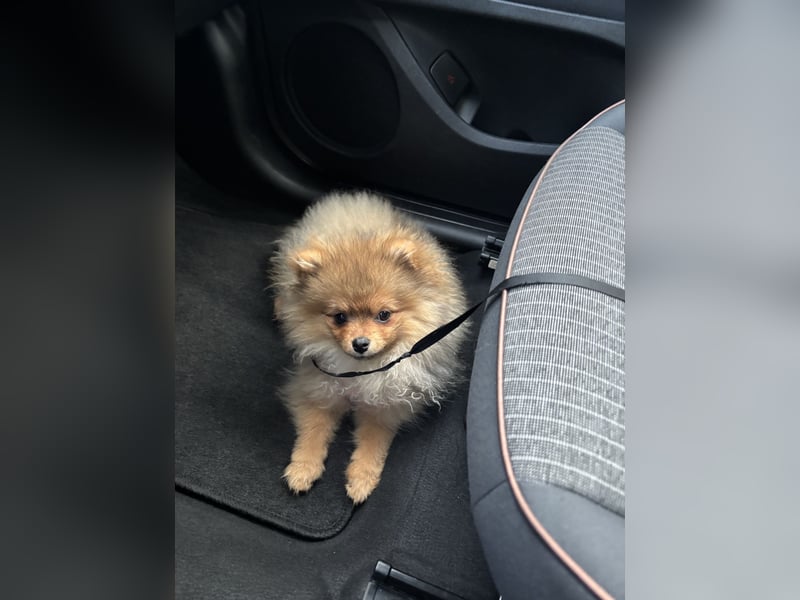 Pomeranian Zwergspitz
