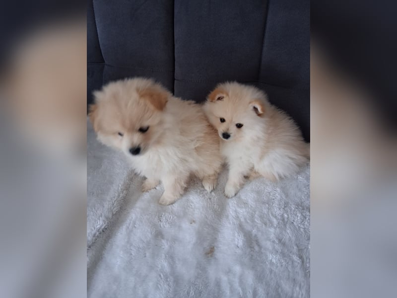 Welpen Pomeraner spitz