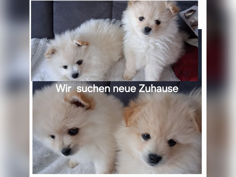 Welpen Pomeraner spitz