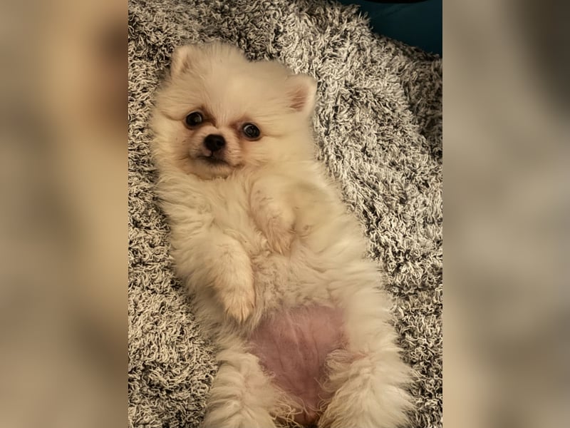 Zwergspitz ( Pomeranian ) Welpe
