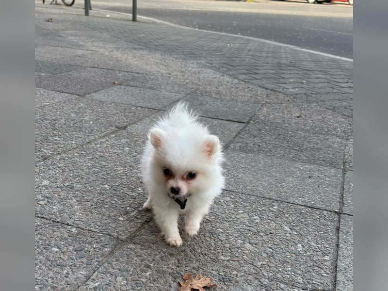 Zwergspitz ( Pomeranian ) Welpe