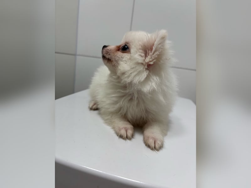 Zwergspitz ( Pomeranian ) Welpe
