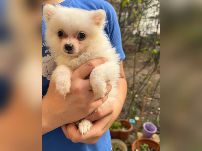 Zwergspitz ( Pomeranian ) Welpe