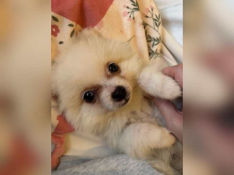 Zwergspitz ( Pomeranian ) Welpe
