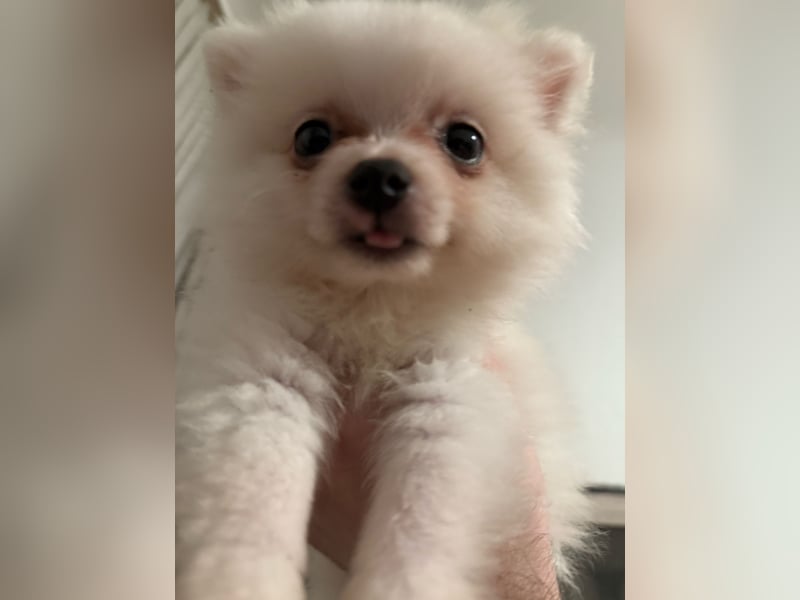 Zwergspitz ( Pomeranian ) Welpe
