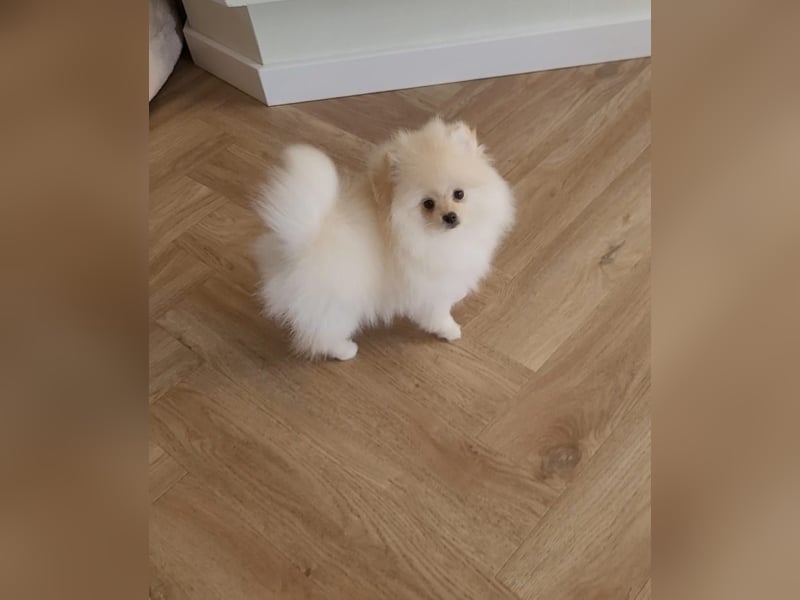 Spitz