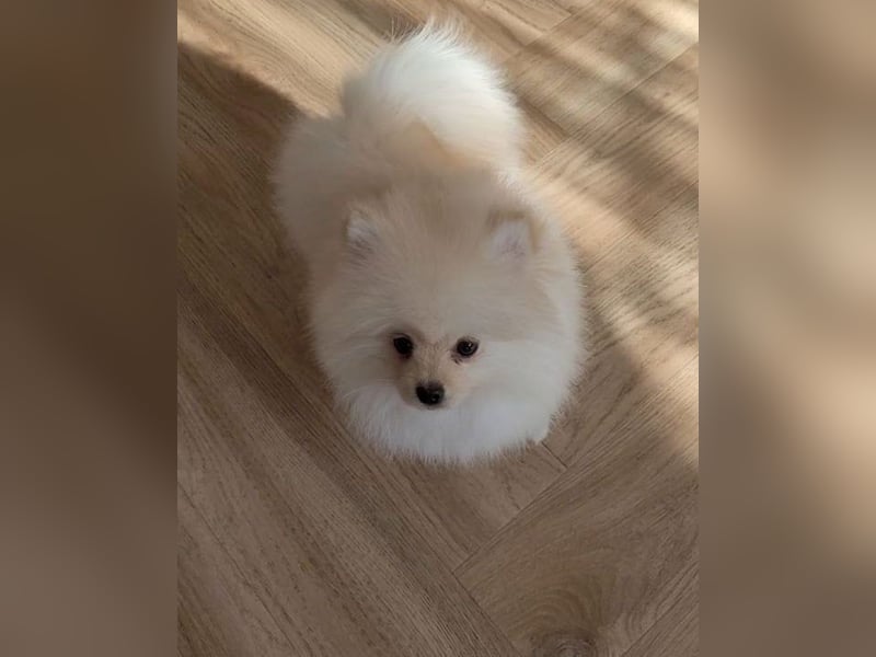 Spitz