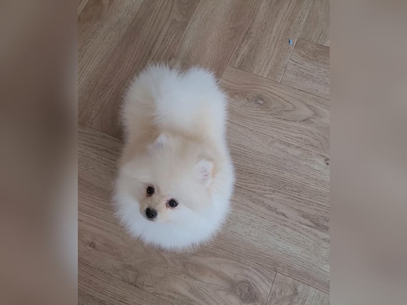 Spitz