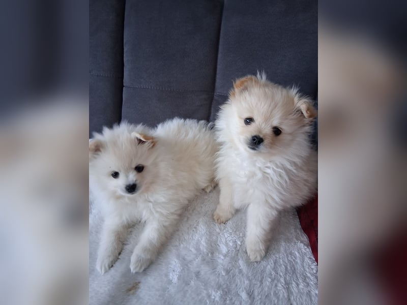 Welpen Pomeraner spitz