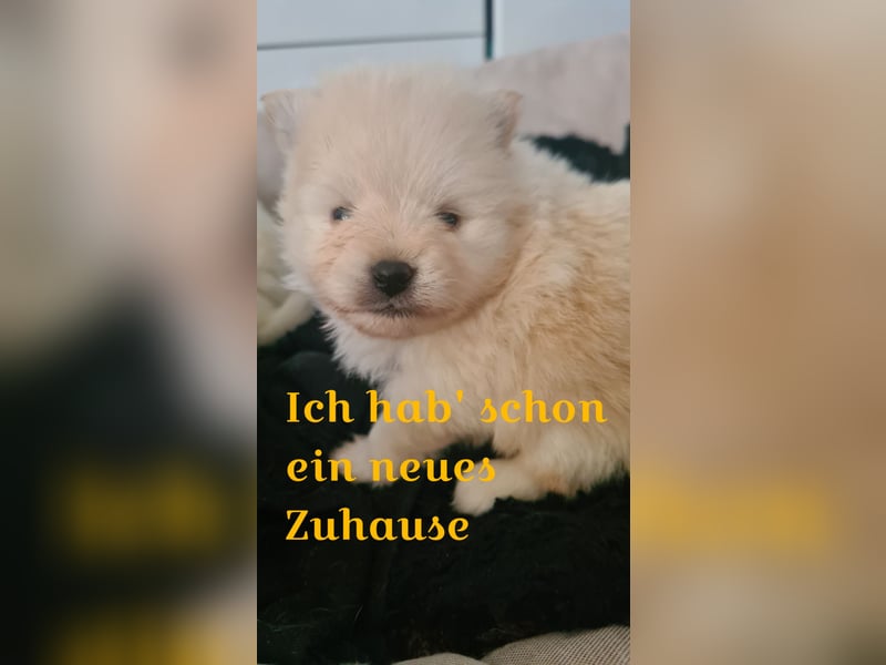 zuckersüße Pomeranianwelpen