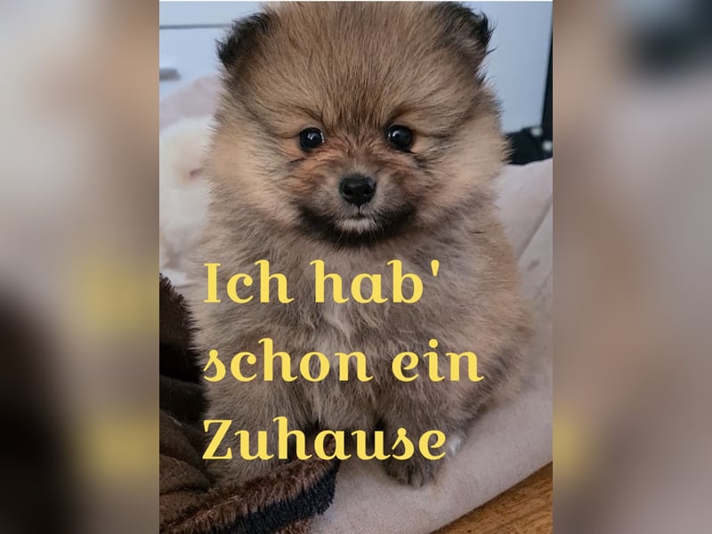 zuckersüße Pomeranianwelpen
