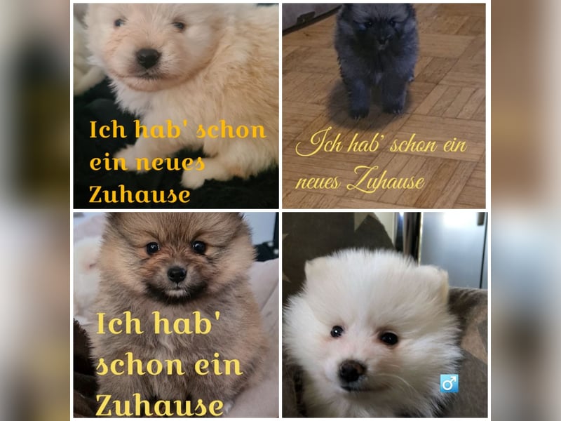 zuckersüße Pomeranianwelpen