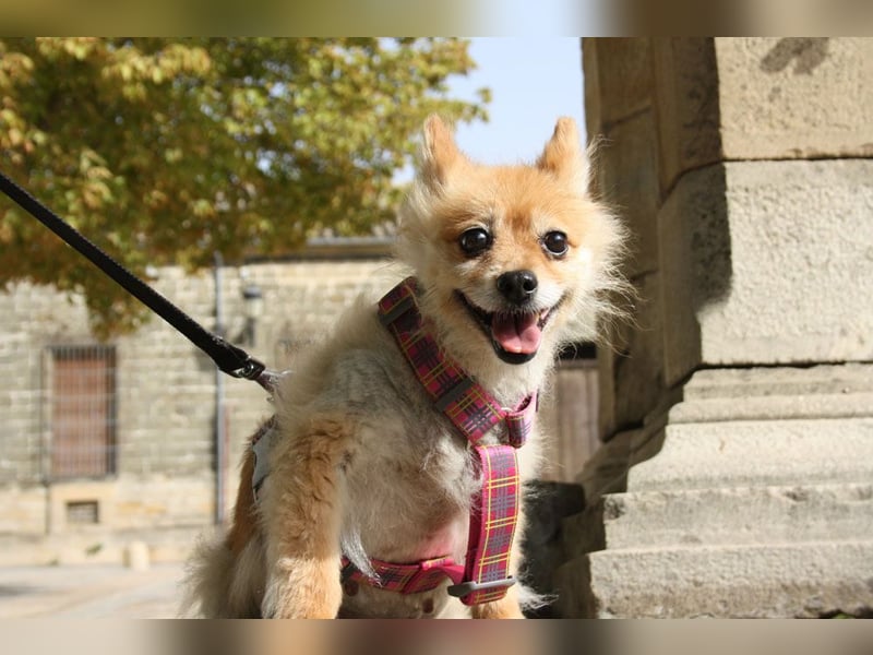 MOCCA-freundliche, verschmuste, fröhliche Maus sucht sehnsüchtig ihre liebevolle "für-immer-Familie"