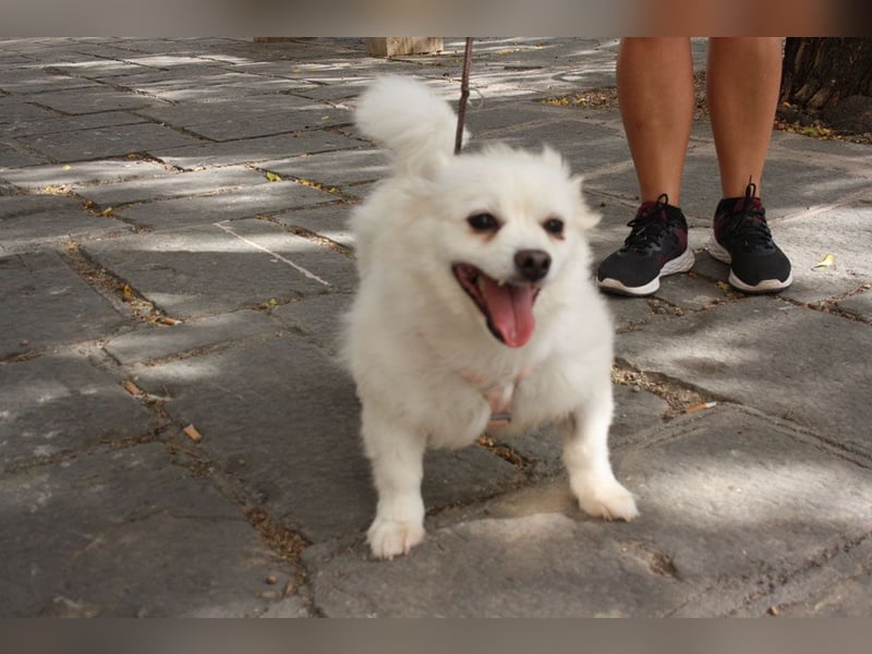 Liebevolle NIBA-steckt mit ihrer guten Laune alle an. Was fehlt? Ihr liebevolles "Für-immer-Zuhause"