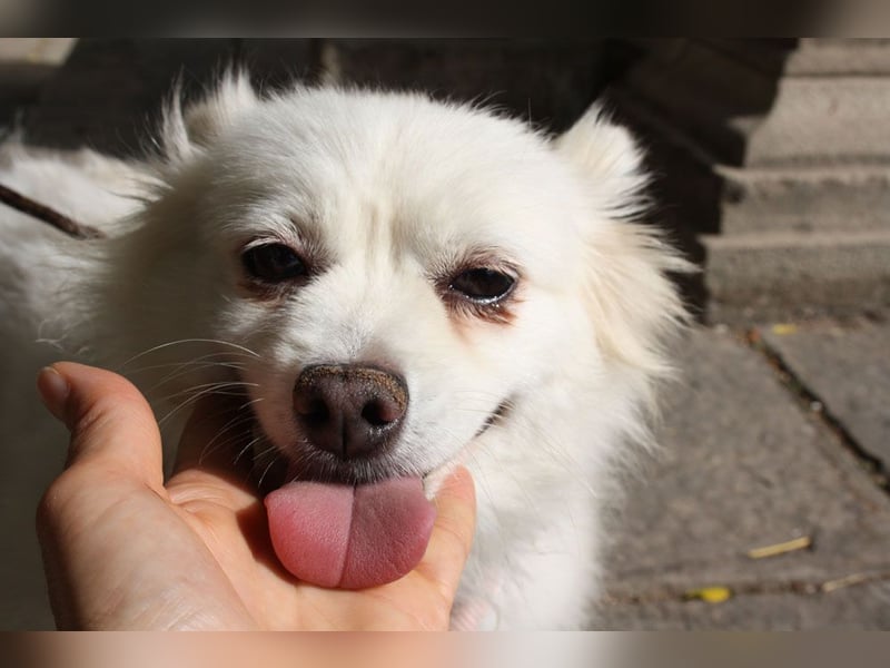 Liebevolle NIBA-steckt mit ihrer guten Laune alle an. Was fehlt? Ihr liebevolles "Für-immer-Zuhause"