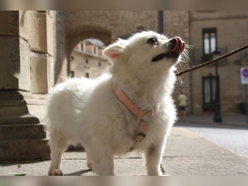 Liebevolle NIBA-steckt mit ihrer guten Laune alle an. Was fehlt? Ihr liebevolles "Für-immer-Zuhause"