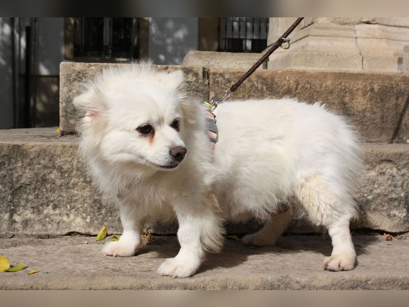 Liebevolle NIBA-steckt mit ihrer guten Laune alle an. Was fehlt? Ihr liebevolles "Für-immer-Zuhause"