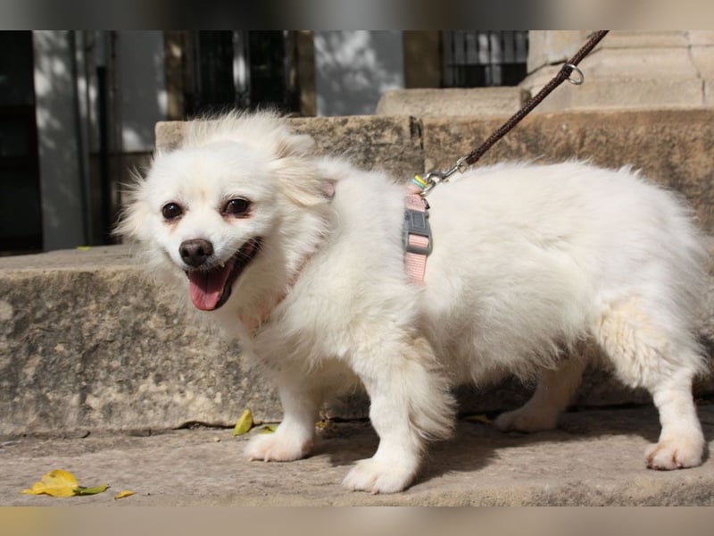 Liebevolle NIBA-steckt mit ihrer guten Laune alle an. Was fehlt? Ihr liebevolles "Für-immer-Zuhause"