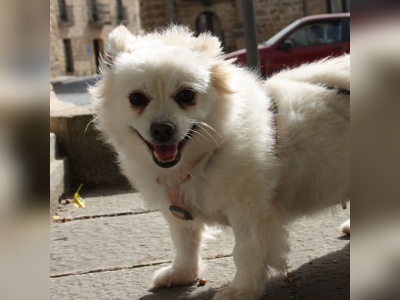 Liebevolle NIBA-steckt mit ihrer guten Laune alle an. Was fehlt? Ihr liebevolles "Für-immer-Zuhause"