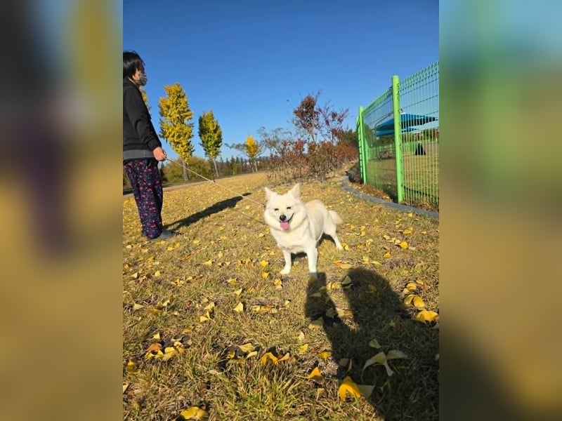 Dodo, süße Hündin sucht liebe Menschen