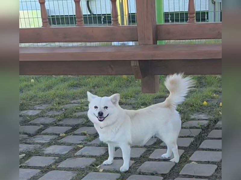 Dodo, süße Hündin sucht liebe Menschen
