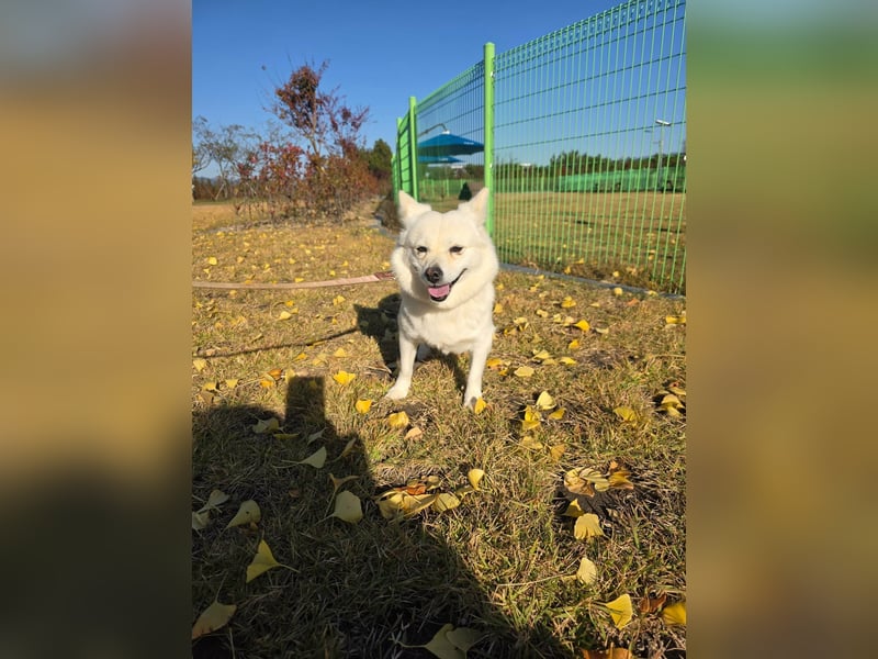 Dodo, süße Hündin sucht liebe Menschen