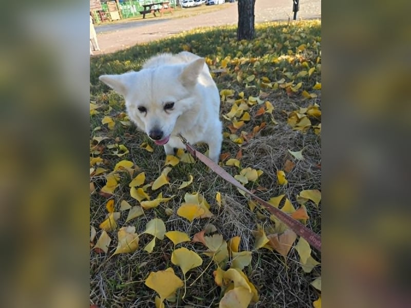 Dodo, süße Hündin sucht liebe Menschen