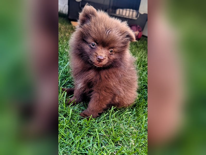 Pomeranian Zwergspitz Deckrüde mit Papieren