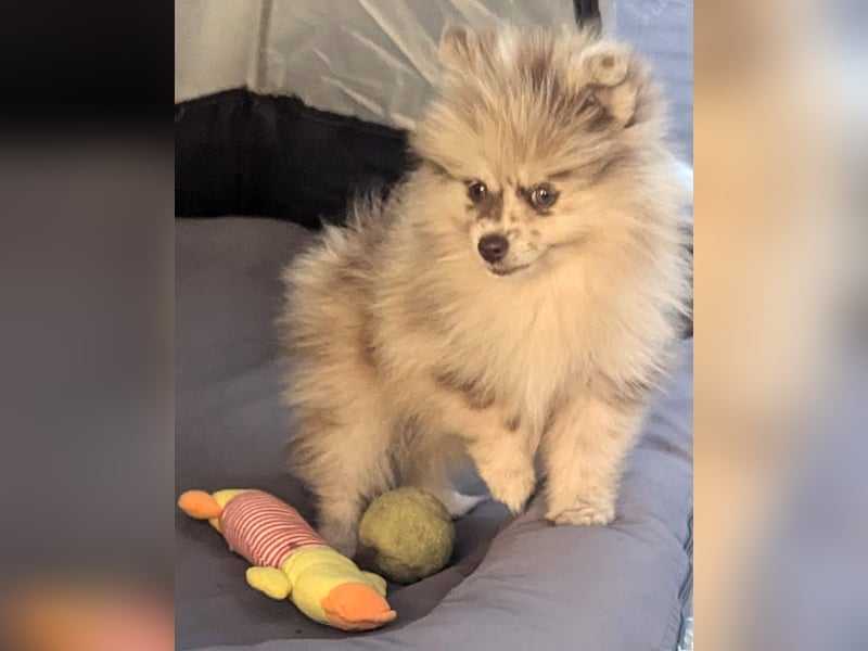 Pomeranian Zwergspitz Deckrüde mit Papieren
